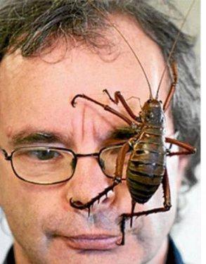 Dünyanın en büyük böceğinde şaşkına çeviren özellik