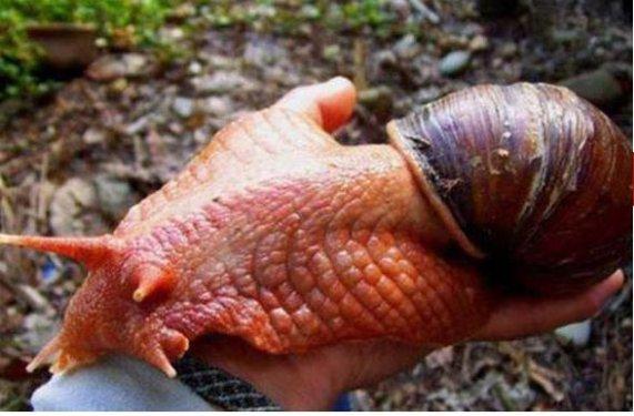 Dünyanın en büyük böceğinde şaşkına çeviren özellik