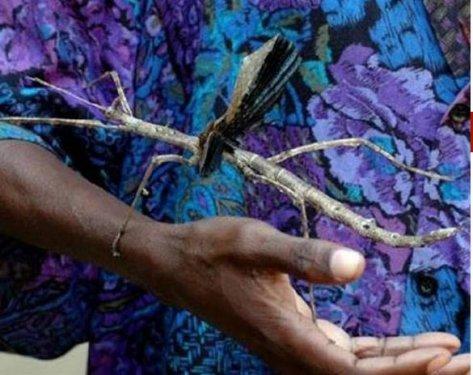 Dünyanın en büyük böceğinde şaşkına çeviren özellik