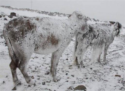 Siverek'te eşekler buz tuttu