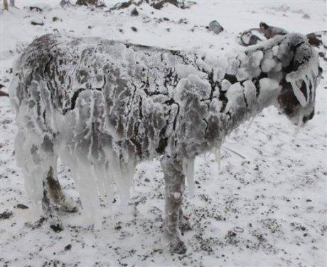 Siverek'te eşekler buz tuttu