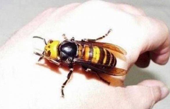 Dünyanın en büyük böceğinde şaşkına çeviren özellik