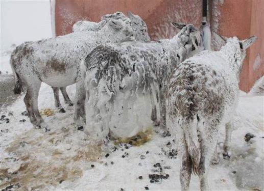 Siverek'te eşekler buz tuttu