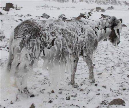 Siverek'te eşekler buz tuttu