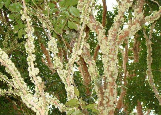 Brezilya'ya özgü üzüm ağacı