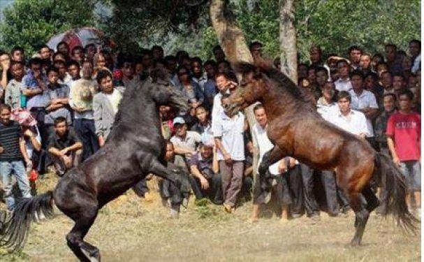  Bu da at dövüşü organizasyonu