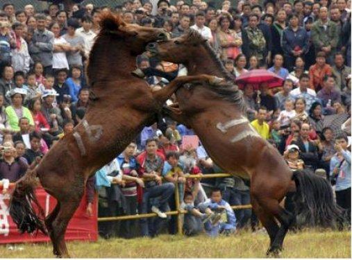  Bu da at dövüşü organizasyonu