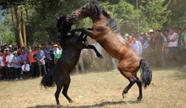  Bu da at dövüşü organizasyonu