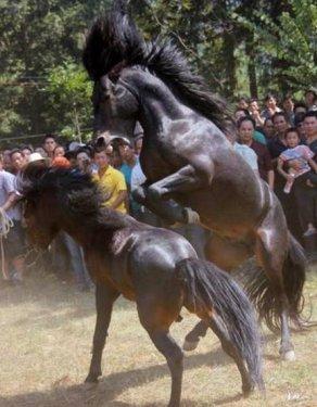  Bu da at dövüşü organizasyonu