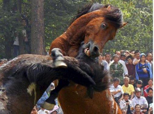 Bu da at dövüşü organizasyonu