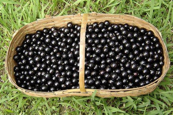 Brezilya'ya özgü üzüm ağacı