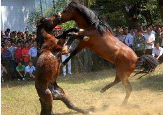  Bu da at dövüşü organizasyonu