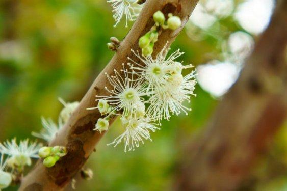 Brezilya'ya özgü üzüm ağacı