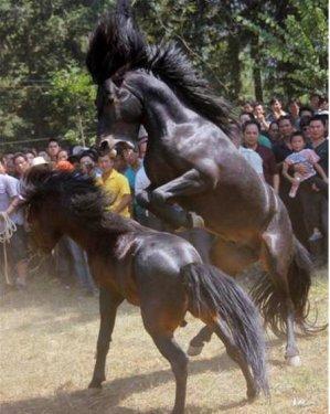  Bu da at dövüşü organizasyonu