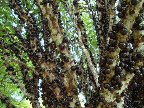 Brezilya'ya özgü üzüm ağacı