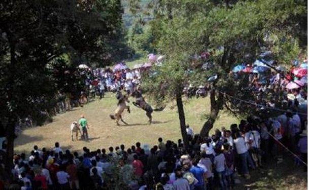  Bu da at dövüşü organizasyonu