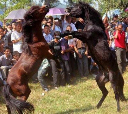  Bu da at dövüşü organizasyonu