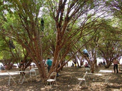 Brezilya'ya özgü üzüm ağacı