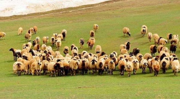 Peygamberlerin meslekleri