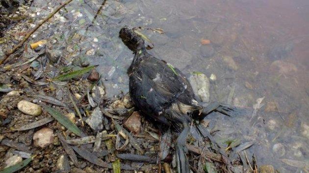 Simav Çayı kan ağlıyor