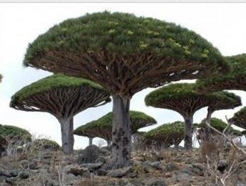 Kan ağlayan ağaç şifa dağıtıyor