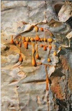 Kan ağlayan ağaç şifa dağıtıyor