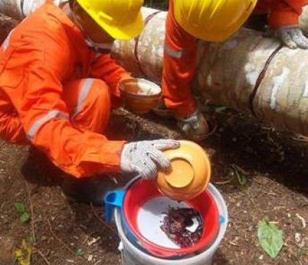 Kan ağlayan ağaç şifa dağıtıyor