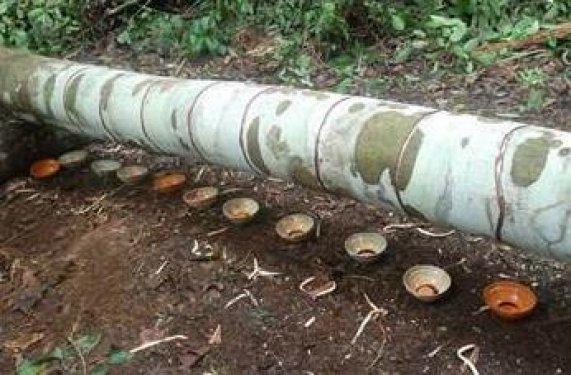 Kan ağlayan ağaç şifa dağıtıyor