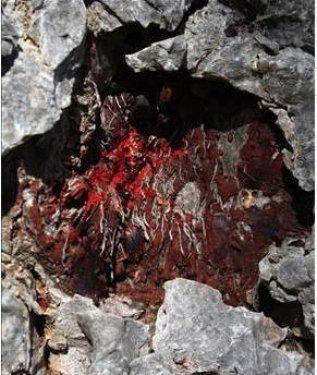 Kan ağlayan ağaç şifa dağıtıyor