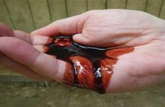 Kan ağlayan ağaç şifa dağıtıyor