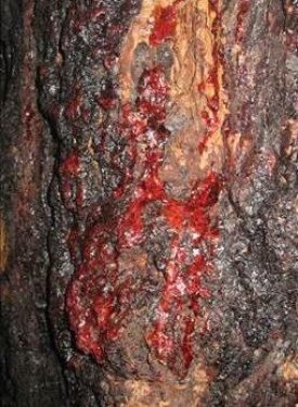 Kan ağlayan ağaç şifa dağıtıyor