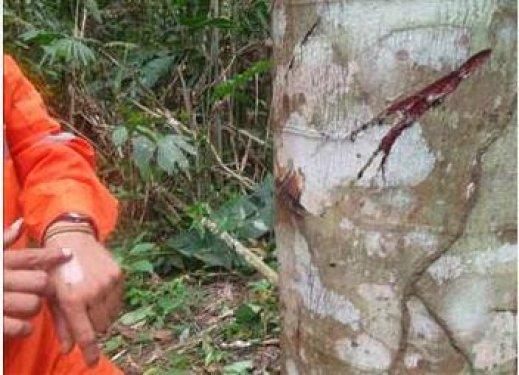 Kan ağlayan ağaç şifa dağıtıyor