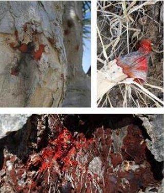 Kan ağlayan ağaç şifa dağıtıyor