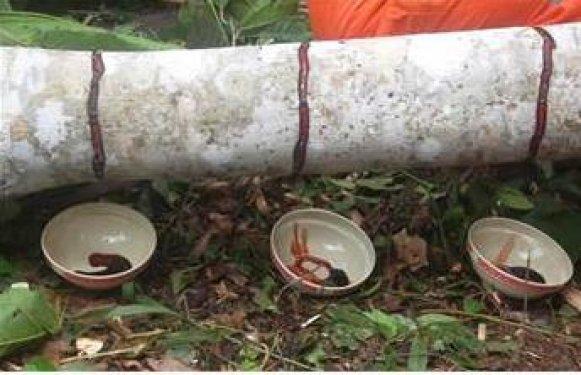 Kan ağlayan ağaç şifa dağıtıyor