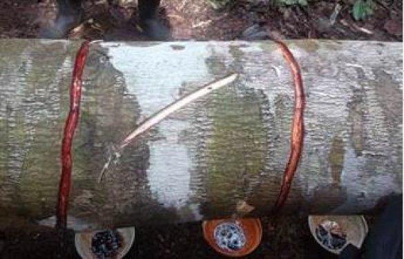 Kan ağlayan ağaç şifa dağıtıyor