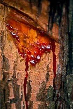 Kan ağlayan ağaç şifa dağıtıyor