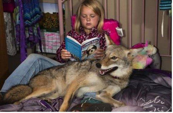 En iyi dostu bir çakal