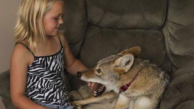 En iyi dostu bir çakal