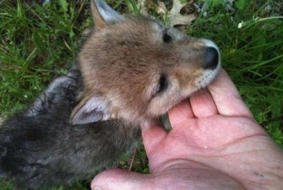 En iyi dostu bir çakal