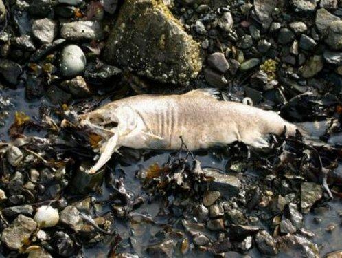 Aç kalmayı tercih edeceğiniz en iğrenç yemekler