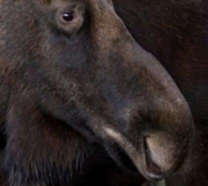 Aç kalmayı tercih edeceğiniz en iğrenç yemekler