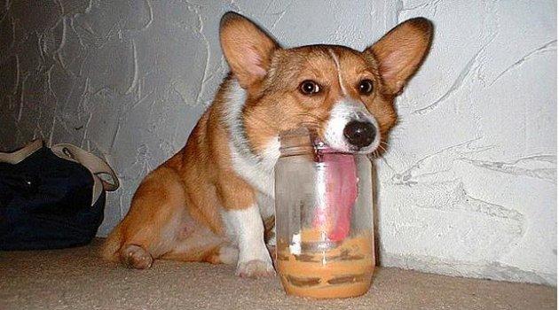 Köpeklerin hayatımızdaki yeri  - Resim 8