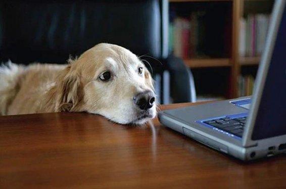 Köpeklerin hayatımızdaki yeri  - Resim 3