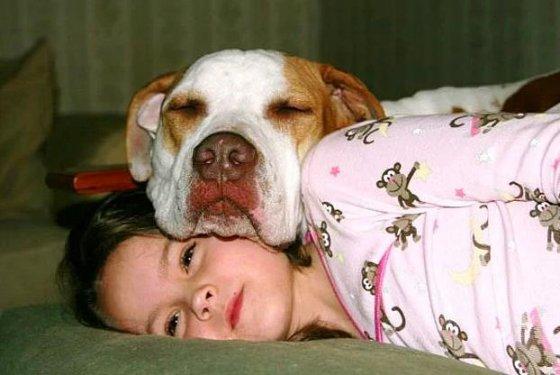 Köpeklerin hayatımızdaki yeri  - Resim 11