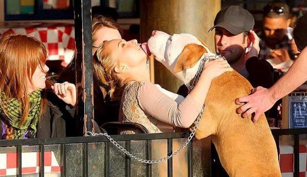 Köpeklerin hayatımızdaki yeri  - Resim 12