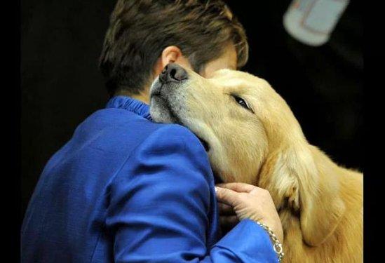 Köpeklerin hayatımızdaki yeri  - Resim 15