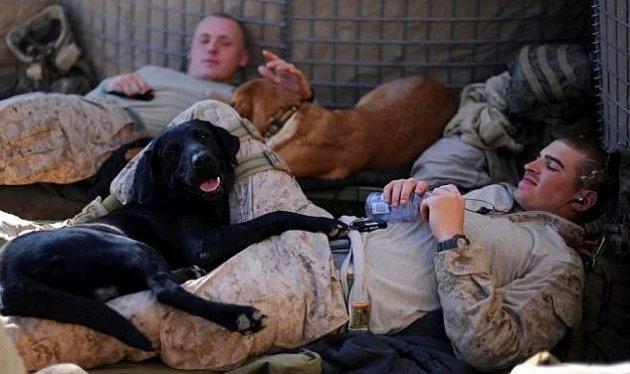 Köpeklerin hayatımızdaki yeri  - Resim 10