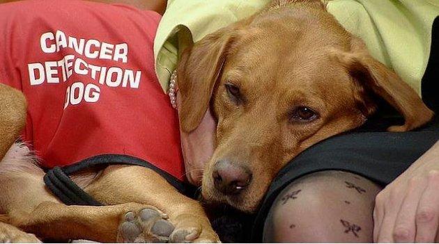 Köpeklerin hayatımızdaki yeri  - Resim 2
