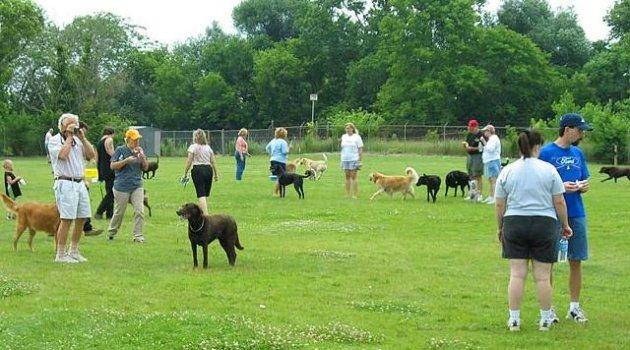 Köpeklerin hayatımızdaki yeri  - Resim 9
