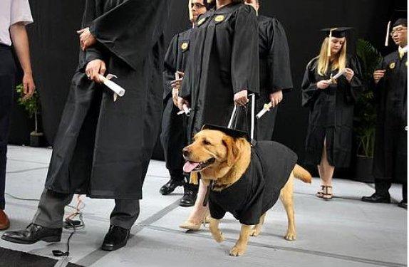 Köpeklerin hayatımızdaki yeri  - Resim 16